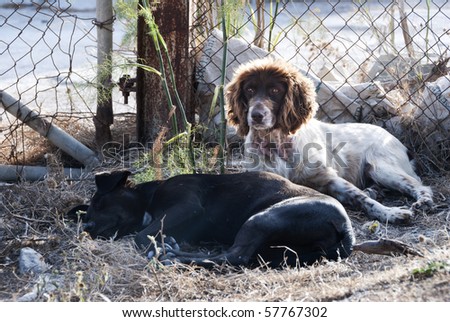 A couple of stray dogs, one looking up with curiosity, and another, a maltese hunting breed, reclined and sleeping in front