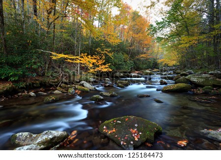 Stream in fall colors, the great smokey mountains national park.
