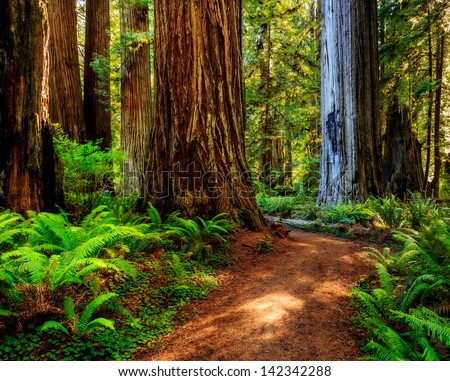 Redwood national park, pathway through the redwoods giants