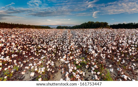 Fully bloomed cotton filed in south Georgia, close up cotton plants in the foreground blue sky in background with clouds