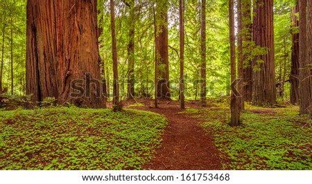 Path in the redwood national park, lush greens