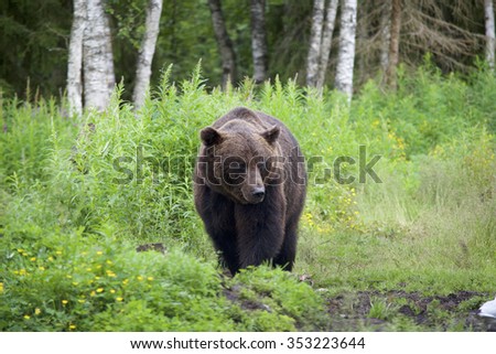 Brown bear walking in the woods on the Finland-Russian border.