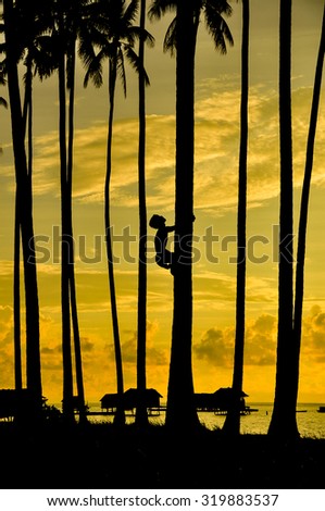 Silhouette of boy climbing a tree during sunset at Maiga island