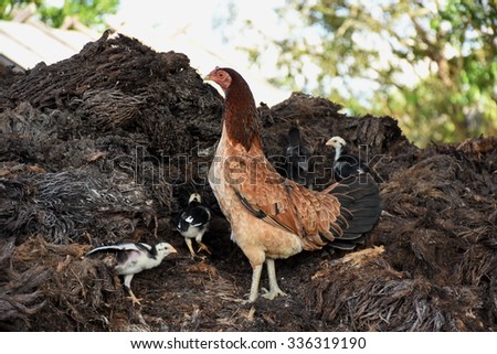 The hen and her chicks looking for worms.
