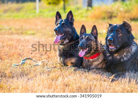 Three sheepdogs without a muzzle  execute commands of dog handlers