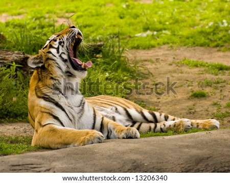 Tiger showing its big and sharp teeth