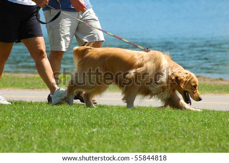 A mature couple walking the dog in the park on a sunny day