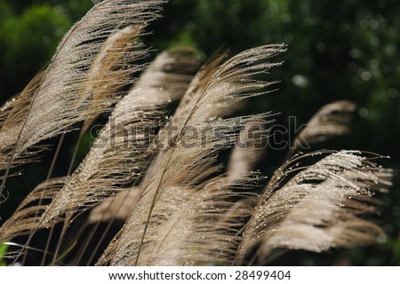 chinese silver grass