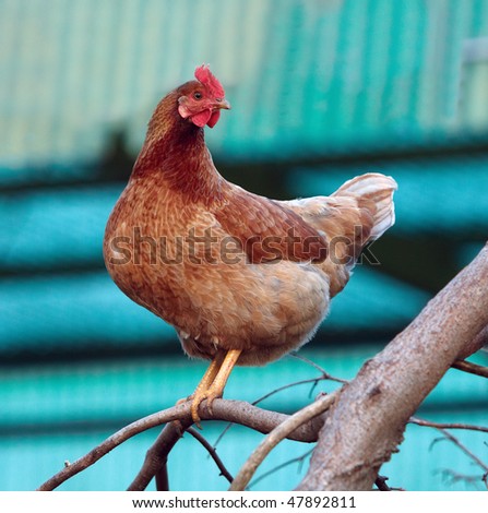 Brown Chicken of the Tree in pose
