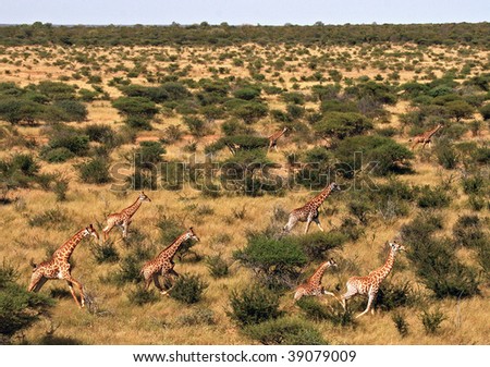 Giraffes running in the wild taken from the air