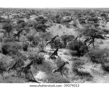 Giraffes running in the wild taken from the air black and white