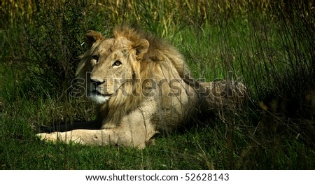 Lion Looking Down