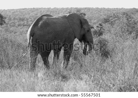 Black And White Elephant Clip Art. stock photo : Black and white elephant from behind
