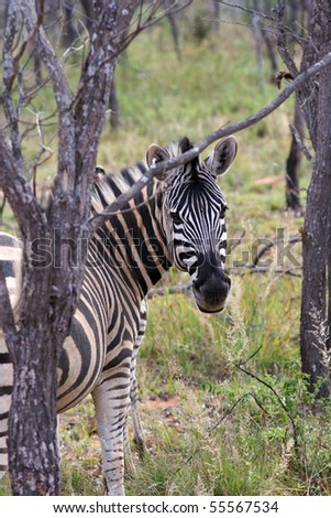 Zebra looking back framed between trees