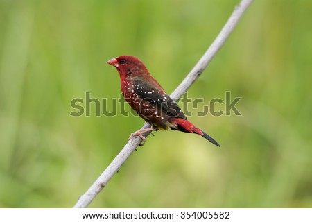 Portrait Male deep red of Red Avadavat(Amandava amandava) on the branch in nature of Thailand