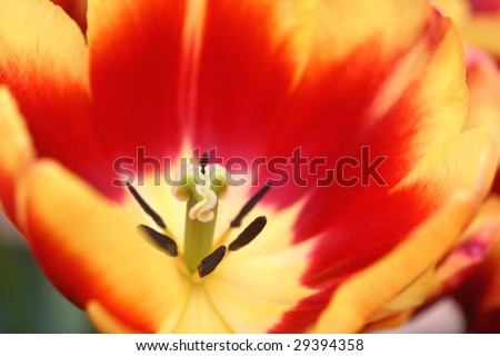 Inside the tulip