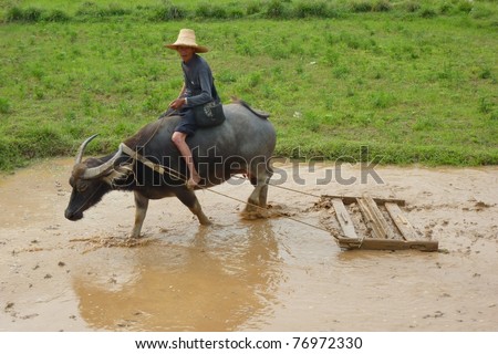 GUILIN, CHINA - APRIL 28: A farmer guiding his buffalo to plow the rice planting. April 28, 2011 in Guilin, China.