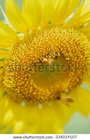 A bee flying to a sunflower to collect the pollen No.2