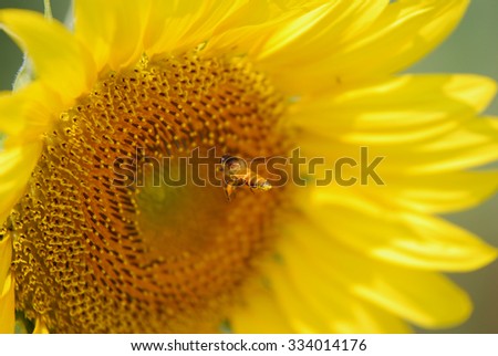 A bee flying to a sunflower to collect the pollen No.1