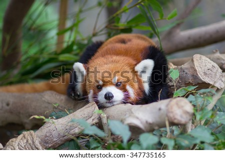 Red Panda (Lesser Panda,Firefox) lying down to sleep on branchs