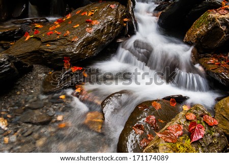 Cascade on small mountain stream, water is running over mossy sandstone boulders and bubbles create on level milky water. Colorful leaves from maple or aspen tree on stones and into water.