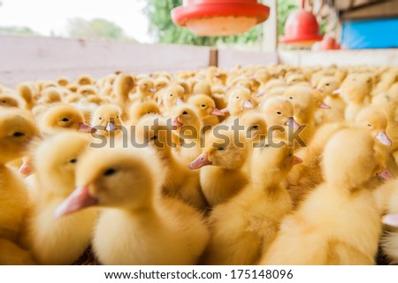 Poultry Farm. Ducklings