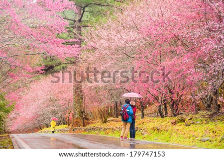 Beautiful Sakura Garden in Wuling Farm Taiwan Beautiful Sakura Garden in Wuling Farm Taiwan