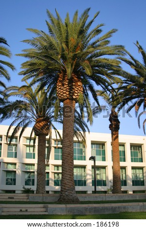 Palm Trees with office buildings