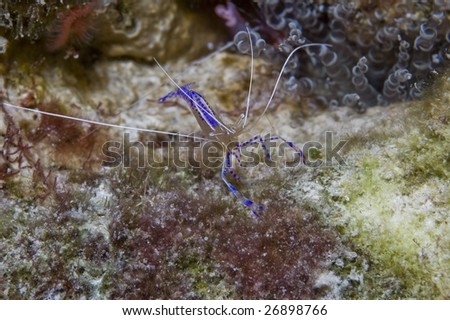 stock photo : Pederson Cleaner Shrimp, Bonaire