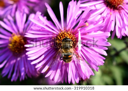 bee on aster/bee on aster/Blossoming of autumn aster flower in the garden