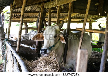 Cows  in thai local farm