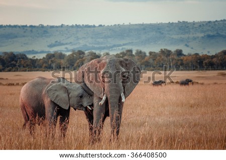 Elephant mother with baby in Masai Mara, Kenya