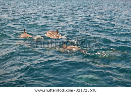 Shoal of wild dolphins swim in deep blue Indian Ocean, Maldives