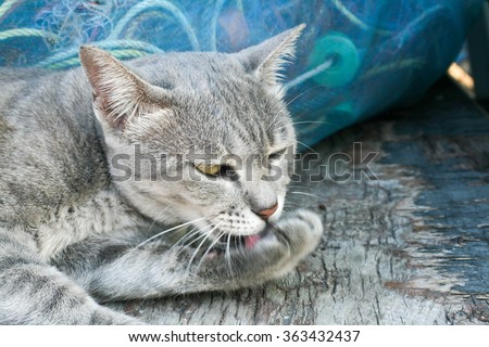 Gray cat licking the feet themselves
