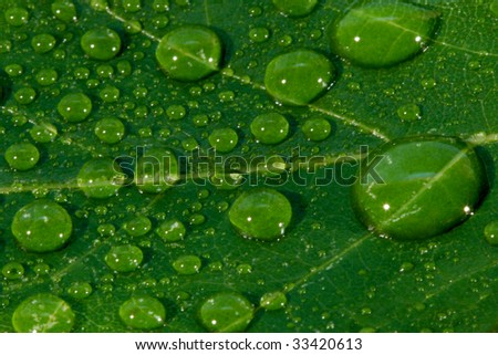 macro leave with water drops