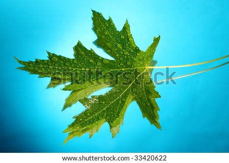 green leave with water drops in blue background