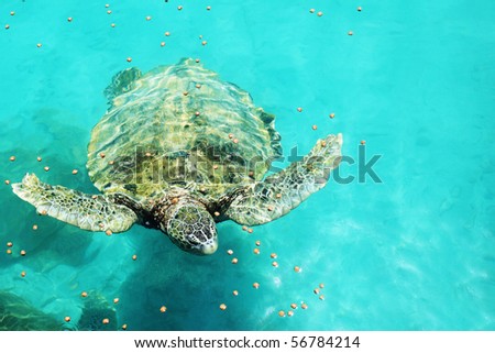 water turtle in the surface