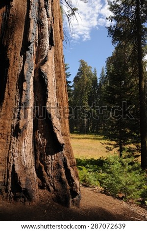 Giant Trees