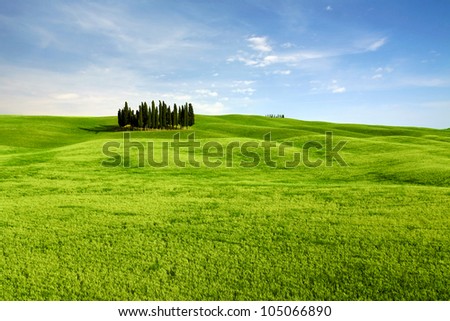 Famous tree group in Val d'Orcia, Tuscany