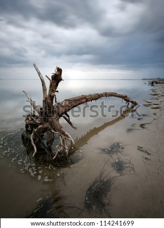 Stranded tree with roots on the sand beach