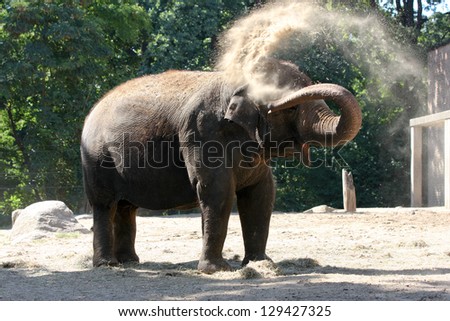 Elephant in the zoo cooling with sand