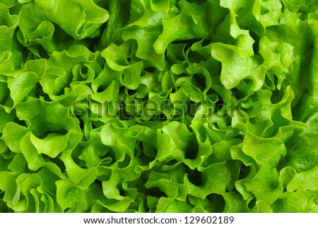 Green lettuce background