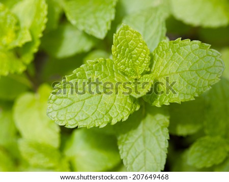 Fresh mint herb growing on the garden