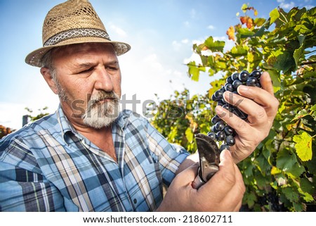 Senior Man Harvesting Grapes in the Vineyard