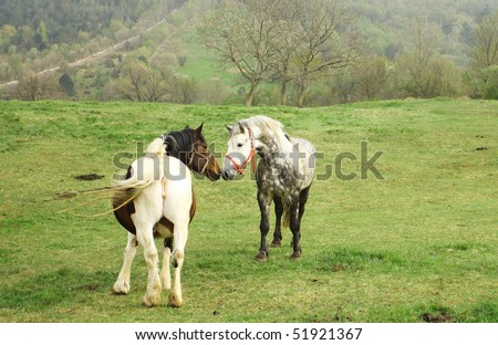 horses mating pics. Mare and male horse mating