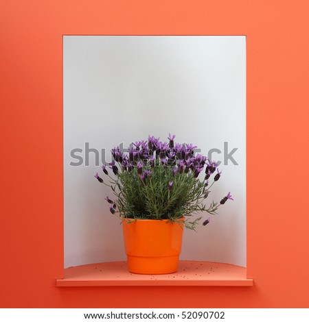 Violet decoration flower in orange pot, indoor setting