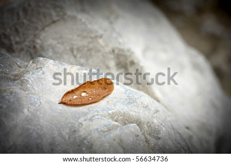 Dry leaf with water drops on the rock