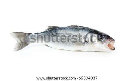  Bass Fish on Fresh Sea Bass Fish  Isolated On White Stock Photo 65394037