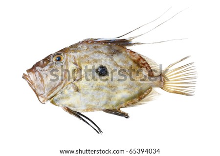 dory fish. Faber (John Dory) fish,