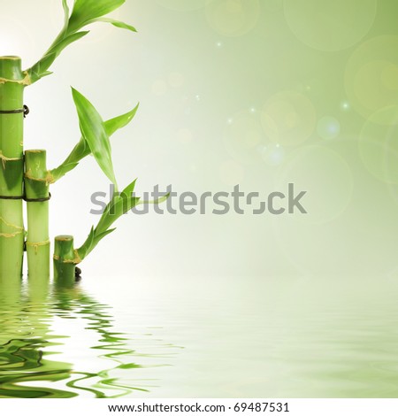 Green lucky bamboo with water reflection